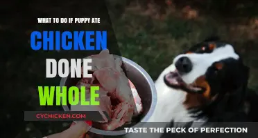 Emergency Guide: What to Do If Your Puppy Ate a Whole Chicken