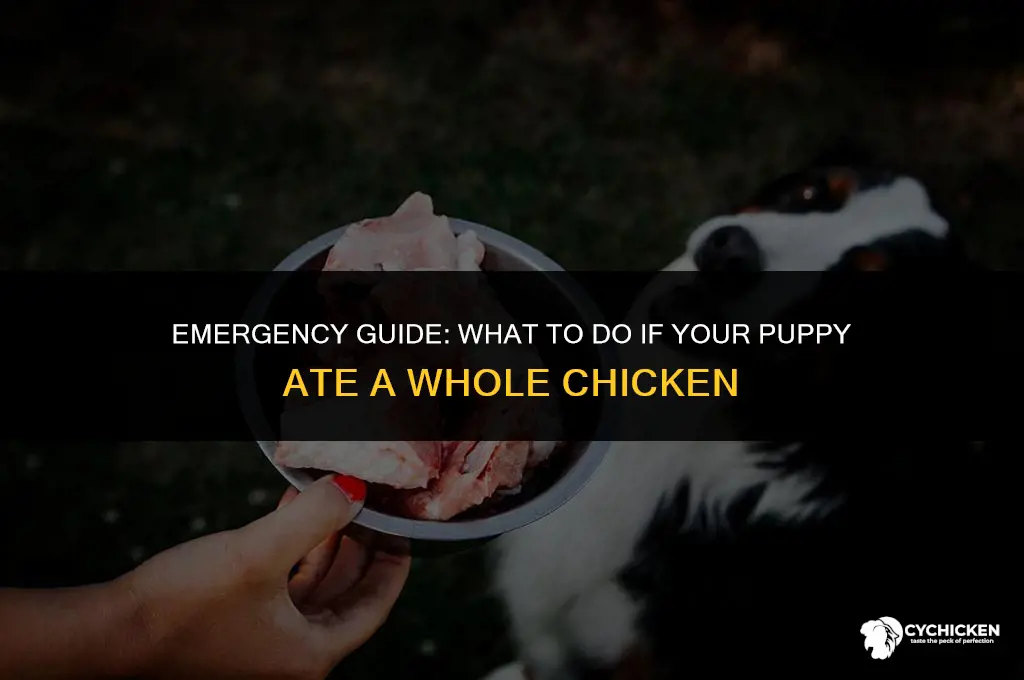 what to do if puppy ate chicken done whole
