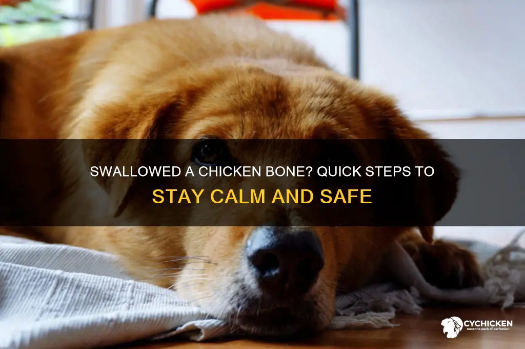 what to do if swallow chicken bone