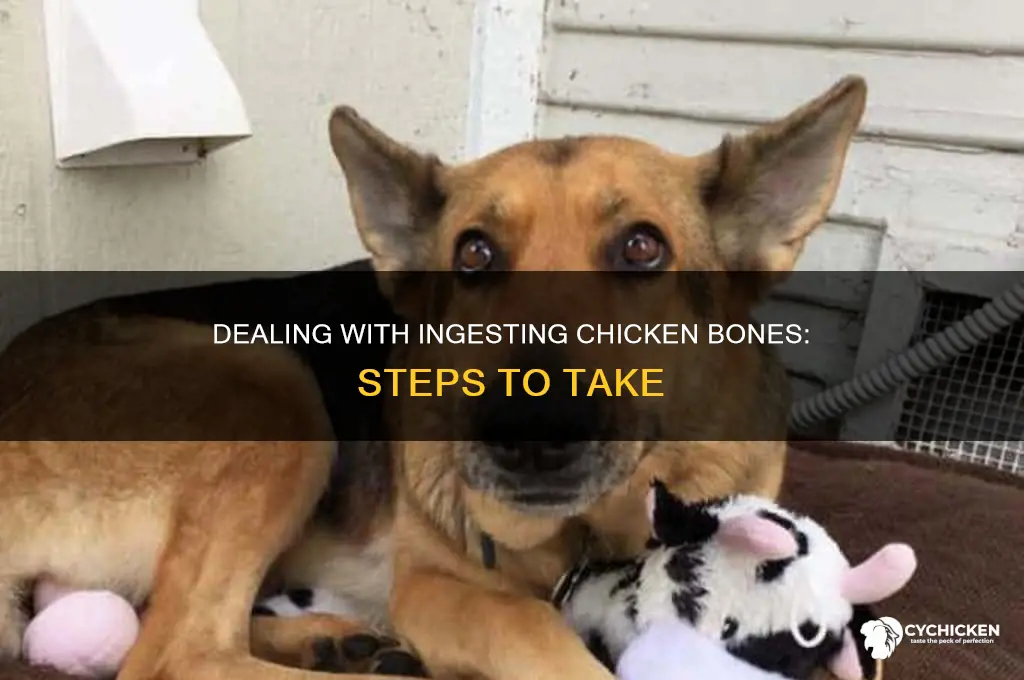 what to do if you ate a chicken bone
