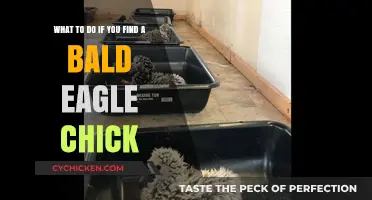 Rescuing a Bald Eagle Chick: Steps to Take