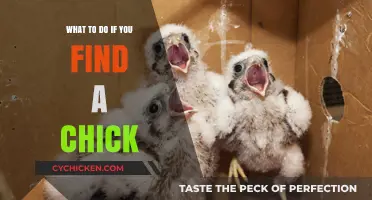 Found a Chick? Essential Steps to Help It Safely!