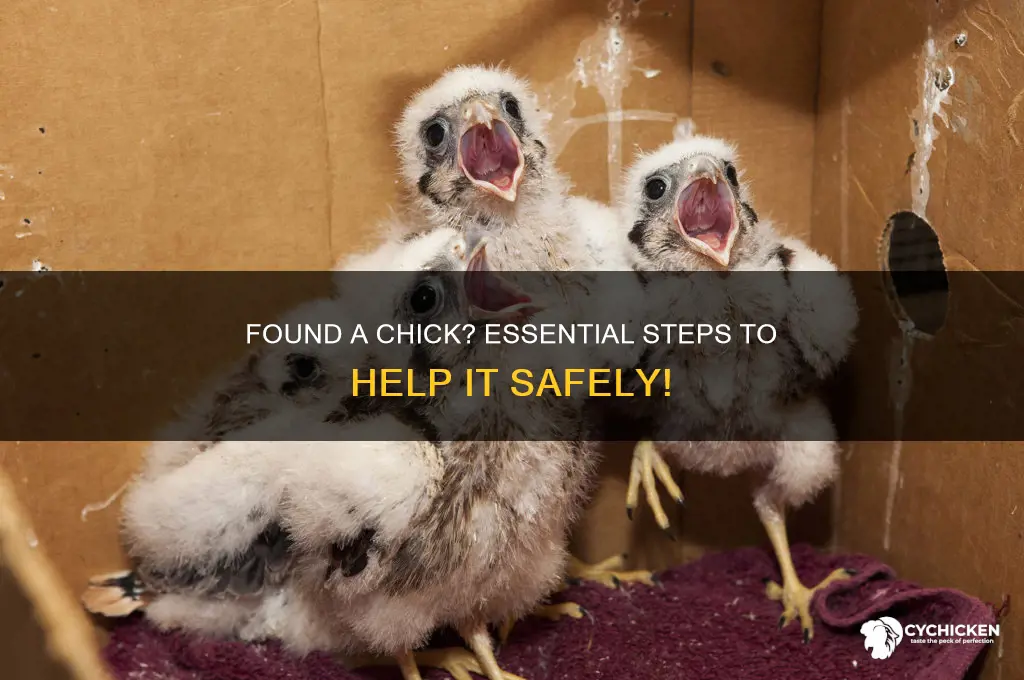 what to do if you find a chick