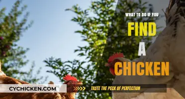 Found a Chicken? Here’s How to Help It Safely and Responsibly