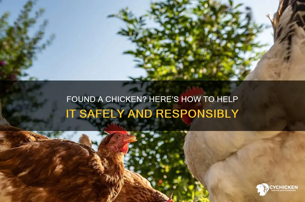 what to do if you find a chicken