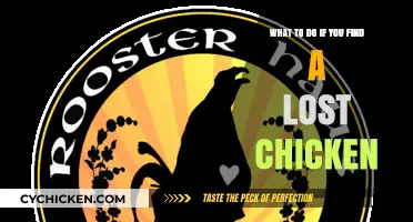 Guide to Returning a Lost Chicken to its Owner