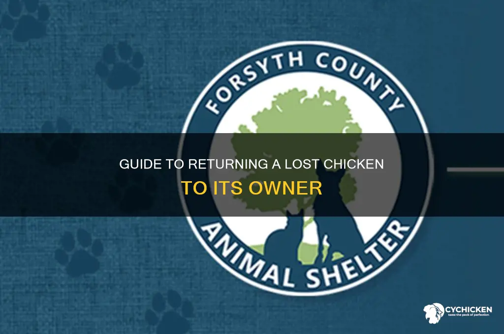 what to do if you find a lost chicken