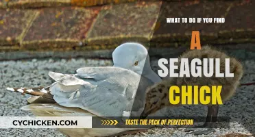Helping a Lost Seagull Chick: Steps to Take