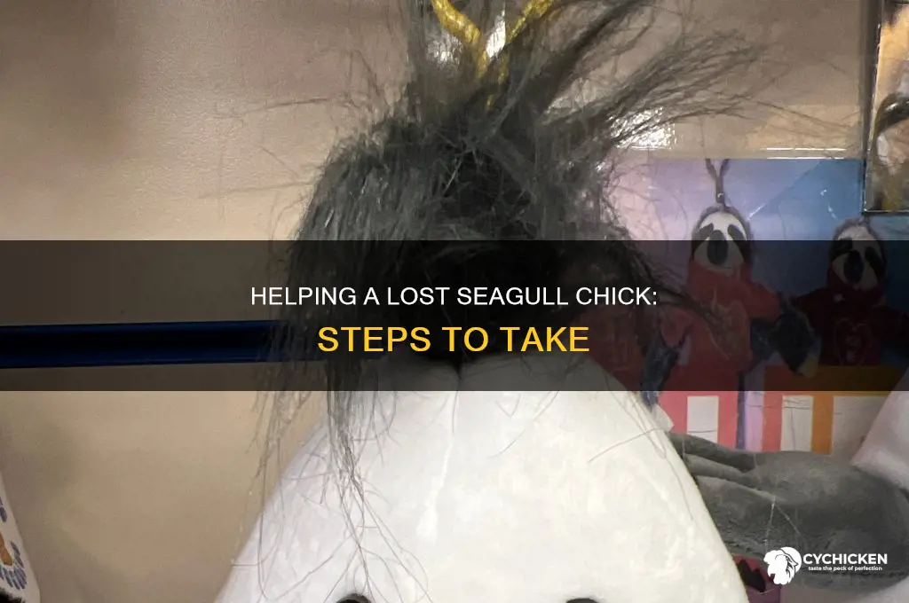 what to do if you find a seagull chick