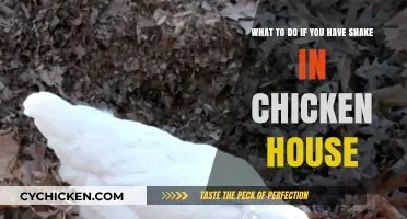 Snake in the Chicken Coop: Quick and Safe Removal