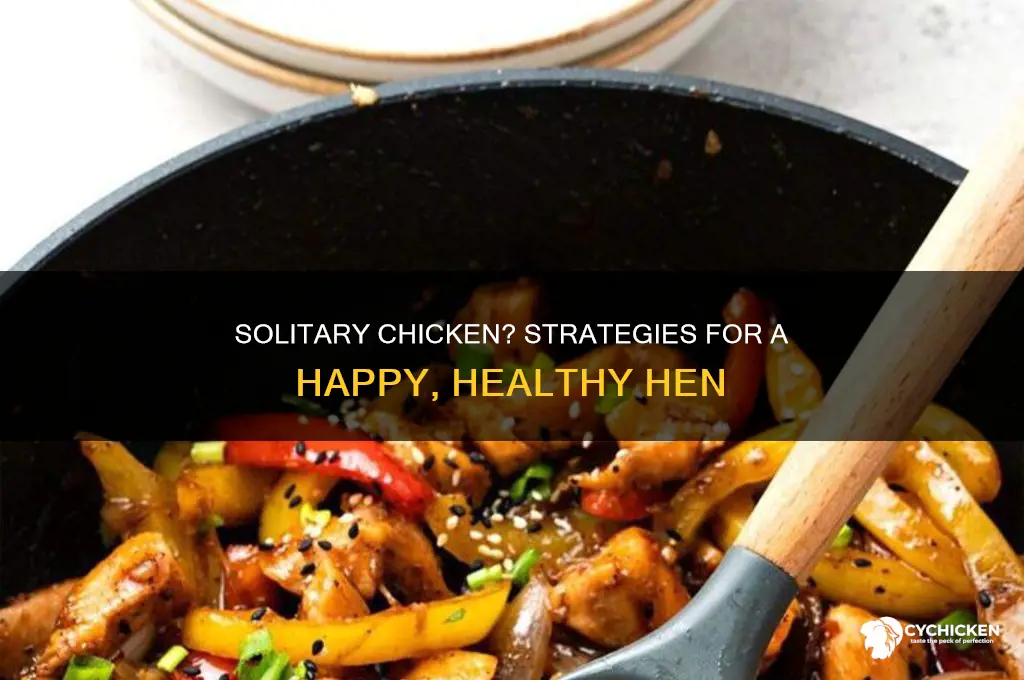 what to do if you only have one chicken