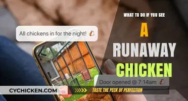 How to Catch a Runaway Chicken