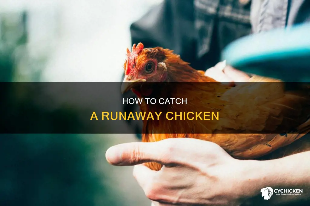 what to do if you see a runaway chicken