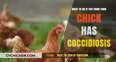Treating Coccidiosis in Chicks: What You Need to Know