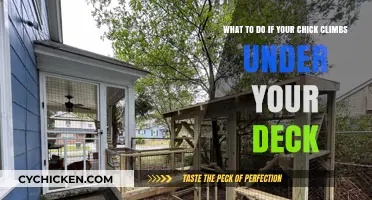 How to Lure a Chick from Under Your Deck