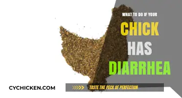 Chick Diarrhea: Quick Remedies and Care Tips for Healthy Chicks