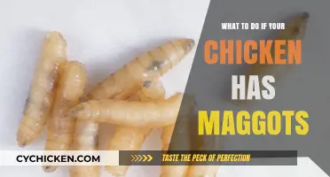 Maggots in Your Chicken? Quick Steps to Treat and Prevent Infestation