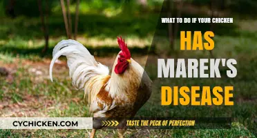Managing Marek's Disease in Chickens: What to Do?