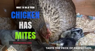 Effective Mite Treatment and Prevention for Your Chicken's Health