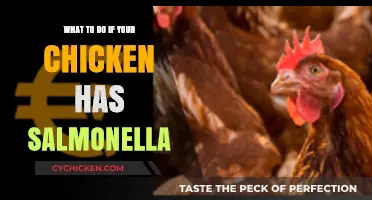 Handling Salmonella in Chickens: Essential Steps for Safe Recovery