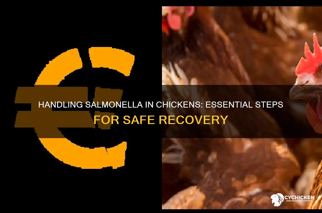 what to do if your chicken has salmonella