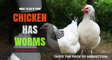 Effective Ways to Treat and Prevent Worms in Your Chickens