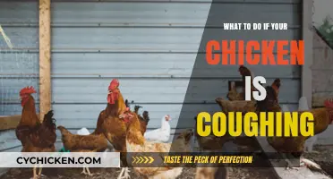 Chicken Coughing? Quick Remedies and Care Tips for Your Flock
