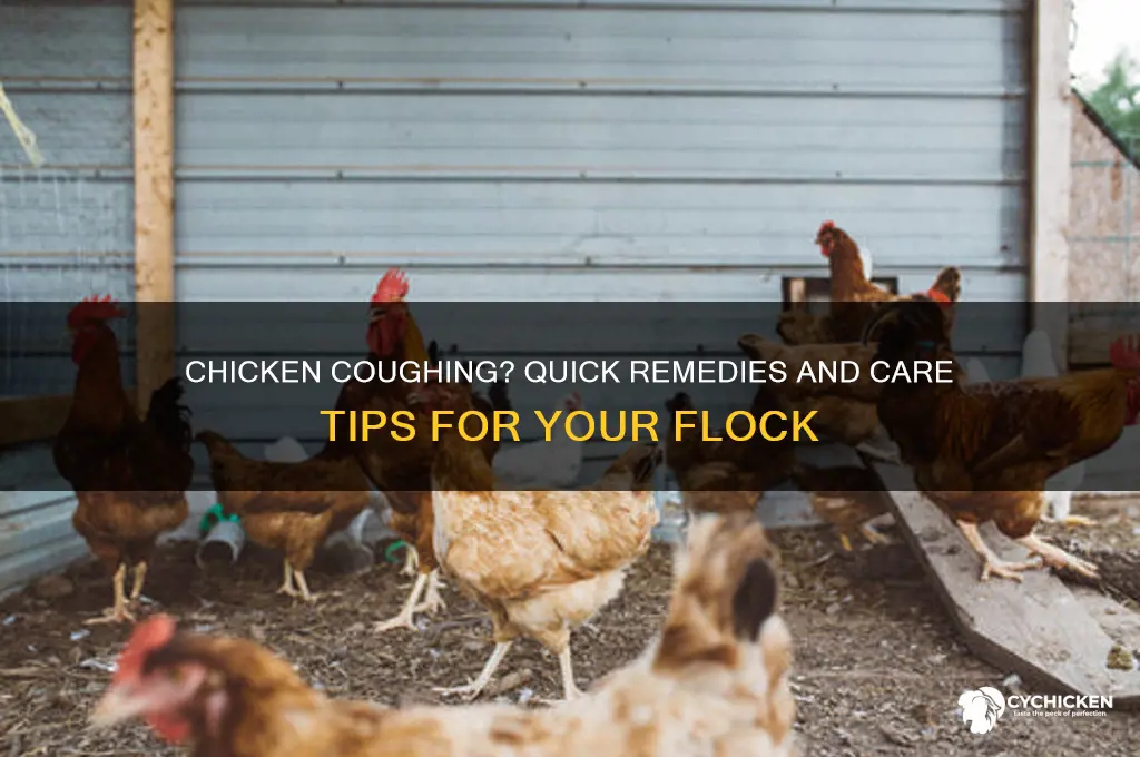 what to do if your chicken is coughing
