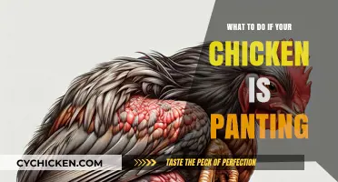 Why Is My Chicken Panting? Causes and Quick Remedies