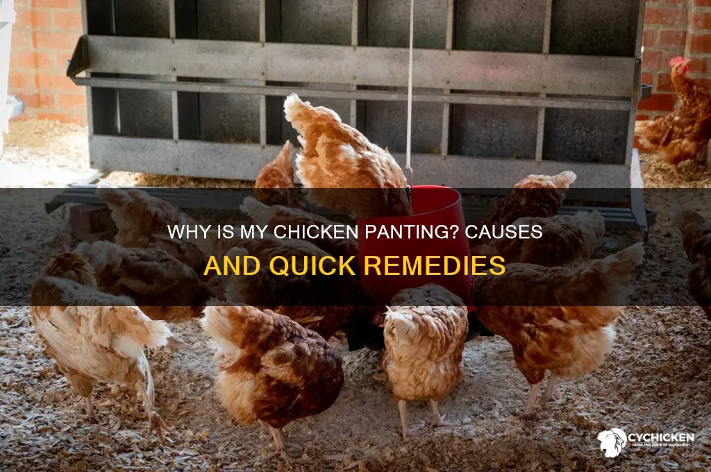 what to do if your chicken is panting