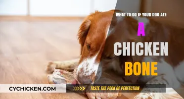 Keep Your Dog Safe: Chicken Bone Emergencies
