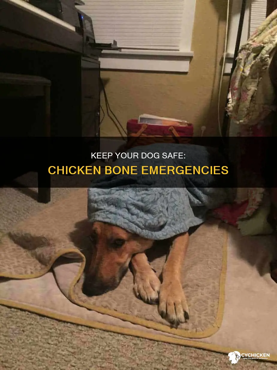 what to do if your dog ate a chicken bone