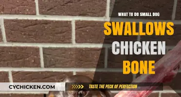 Small Dog Swallowed Chicken Bone? Immediate Steps to Take