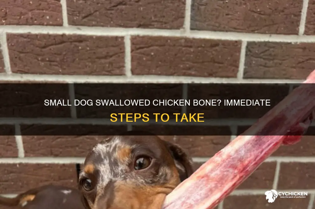 what to do small dog swallows chicken bone