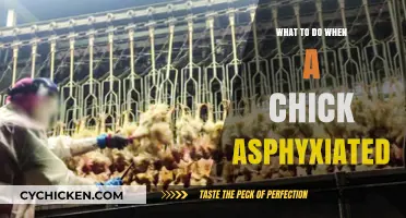 Emergency Steps to Save a Chick from Asphyxiation: Quick Action Guide