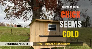 Helping Cold Chicks: Quick Tips for Warmth and Recovery