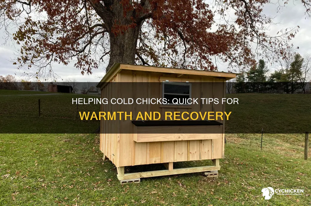 what to do when a chick seems cold