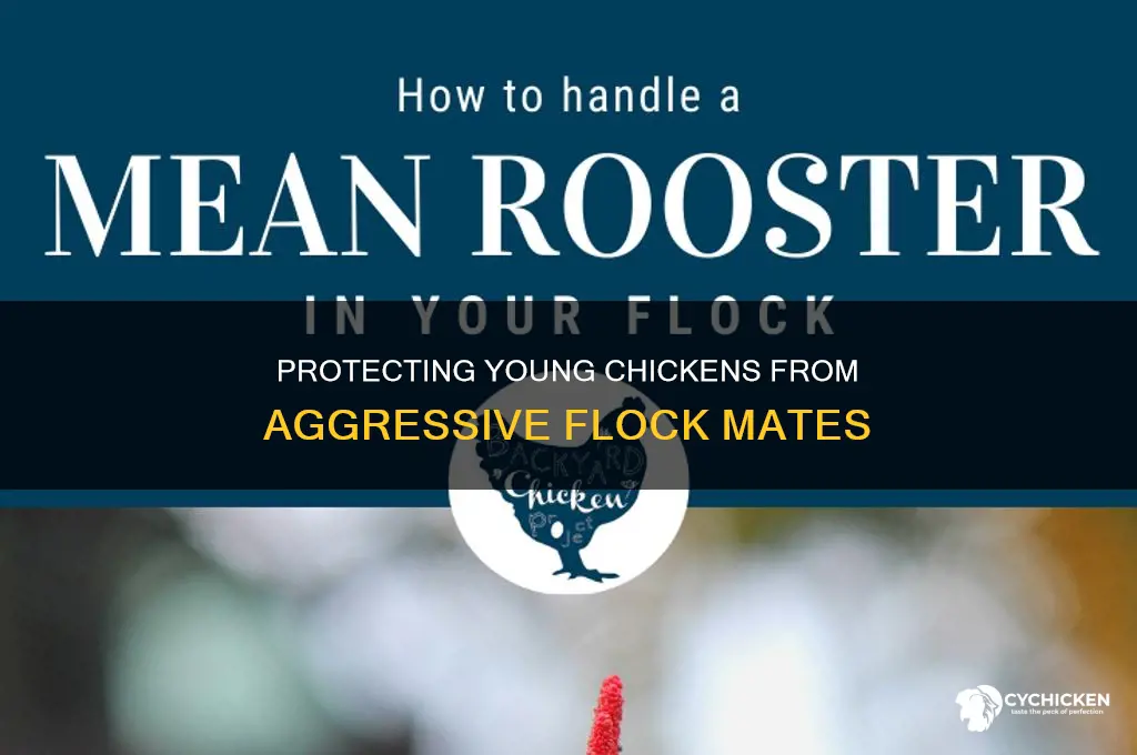 what to do when a chicken attacks a young chicken