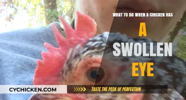 Treating a Chicken's Swollen Eye: Quick Guide