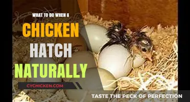 Natural Chicken Hatching: Essential Steps for New Chick Care