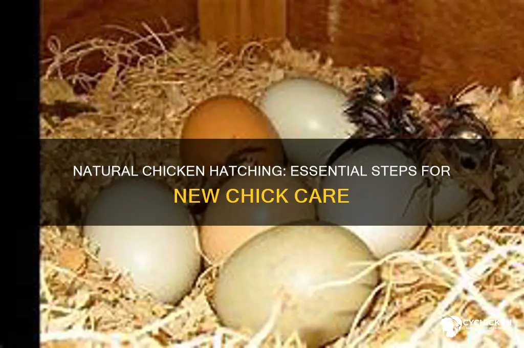 what to do when a chicken hatch naturally