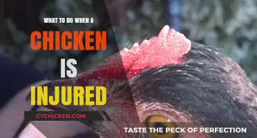 Caring for Injured Chickens: Essential Steps for Healing and Recovery