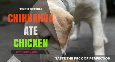 Chihuahua Ate Chicken? Quick Steps to Ensure Your Dog's Safety
