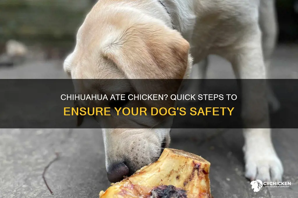 what to do when a chihuahua ate chicken
