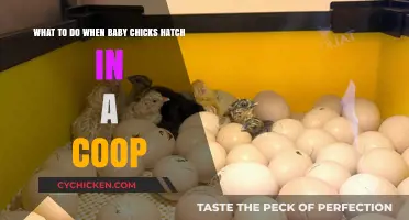 Welcoming New Life: A Guide to Baby Chick Care in the Coop