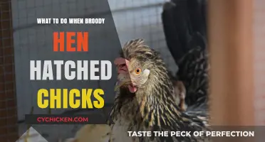 Caring for Chicks: Post-Hatching Tips for Broody Hen Owners