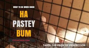 Chick with Pasted Bum? Quick Fixes and Preventive Care Tips