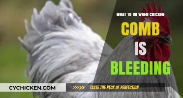 How to Treat and Prevent Bleeding Chicken Combs: Quick Solutions