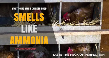 Eliminate Ammonia Odor: Effective Solutions for a Fresh Chicken Coop