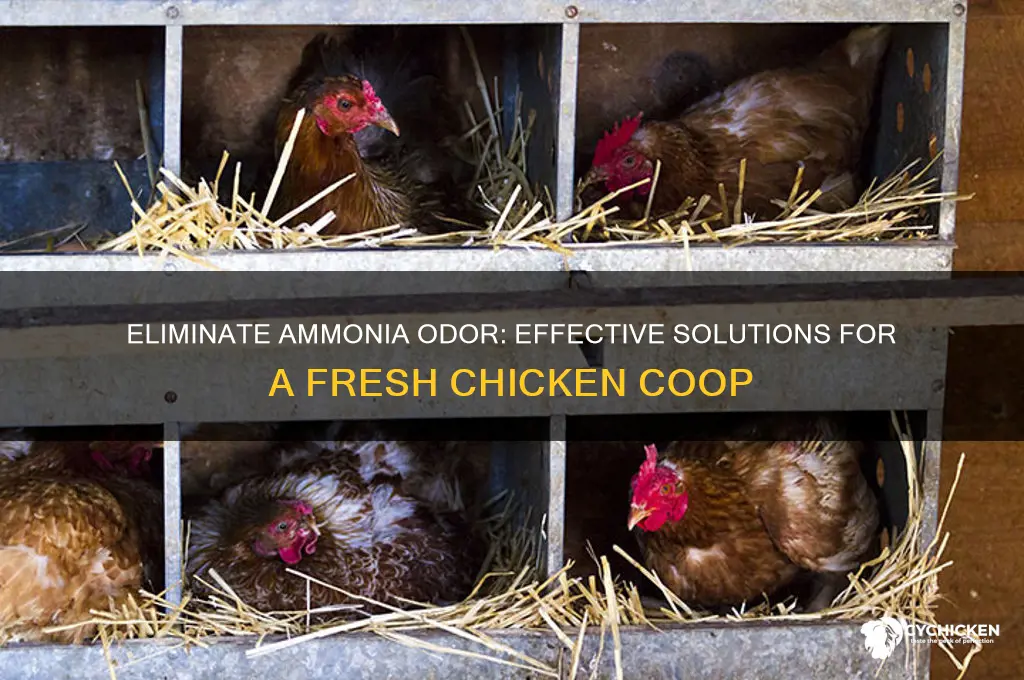what to do when chicken coop smells like ammonia